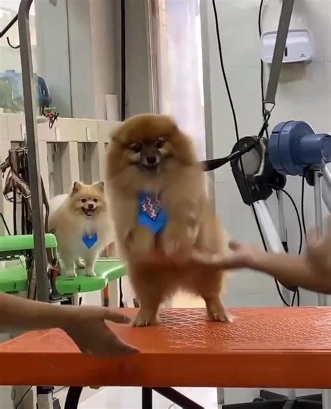 Cão Lulu da Pomerânia dança funcionárias de pet shop e vídeo faz o