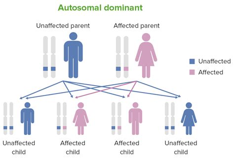 Digeorge Syndrom Klinik Diagnostik Lecturio