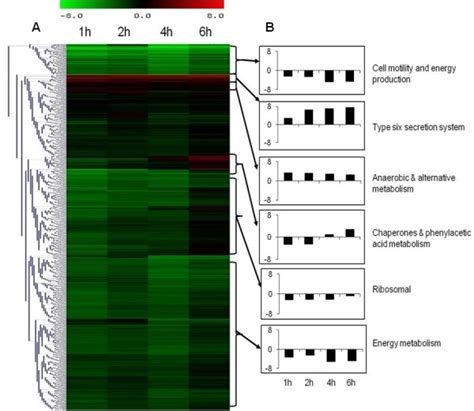 Gene Expression Profile Ofb Pseudomalleiduring Infection Of U937 Download Scientific Diagram