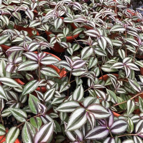 Plants Formerly Known As Zebrina Pendula Wandering Jew Inch