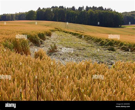 Storm Damage In The Wheat Field Stock Photo Alamy