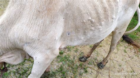 After Swine Flu Lumpy Skin Disease In Cows Is Adding To Farmers