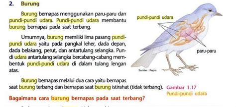 Gambar Organ Pernapasan Burung – cari