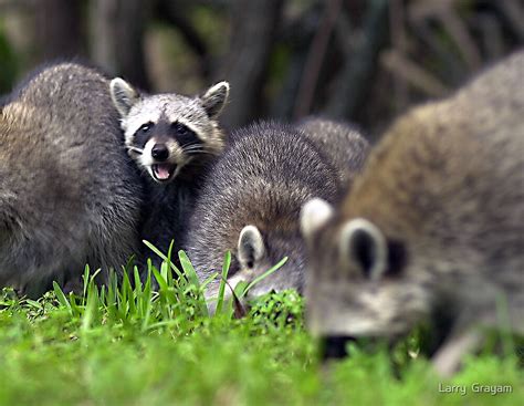 "Mad raccoon" by Larry Grayam | Redbubble