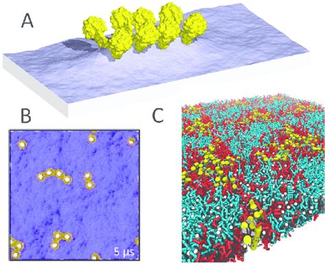Membrane protein sorting and clustering. (A) Formation of membrane ... 