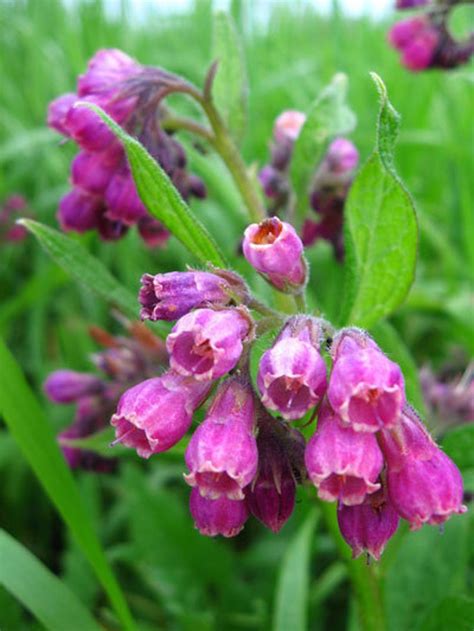 Comfrey Plant Knit Bone Boneset Organic Etsy