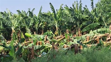 हिंगोली में तेज तूफान और बारिश केले की फसल हुई बर्बाद Heavy Storm And Rain In Hingoli Banana