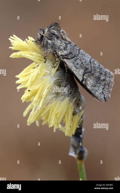 Noctuidae or owlet moths Stock Photo - Alamy