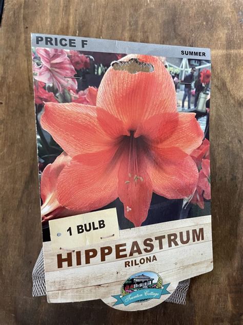 Hippeastrum Rilona Bulbs Guildford Garden Centre