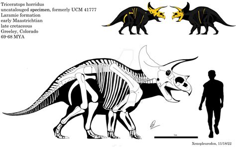 Triceratops Skeletal 2 By Xenopleurodon On Deviantart