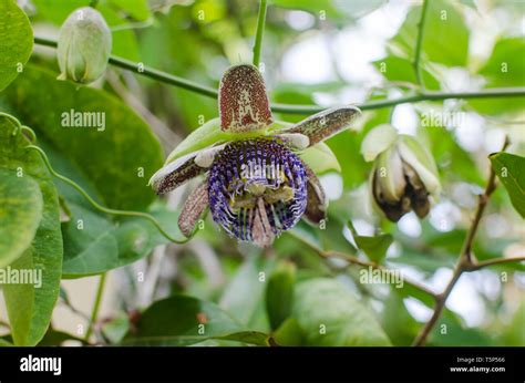 Pasiflora nativa panama fotografías e imágenes de alta resolución Alamy