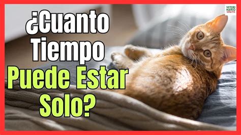 💓 ¿cuanto Tiempo Puede Estar Un Gato Solo En Casa 💓 Youtube