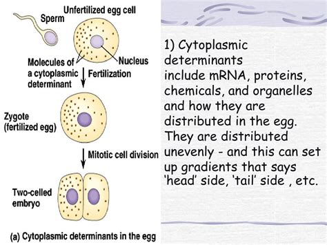 PPT - Chapter 21- Development and Gene Expression PowerPoint ...