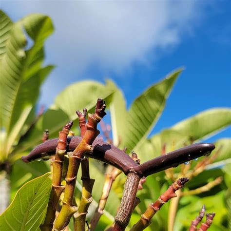 What You Should Do With Plumeria Seed Pods Grow Your Yard