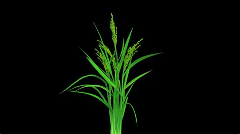 3D PADDY OPTION 8 PADDY FLOWER FINAL - TurboSquid 1837671