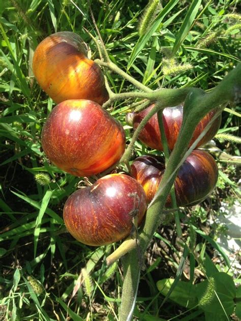 Aurora Blue Tomato Seeds Etsy