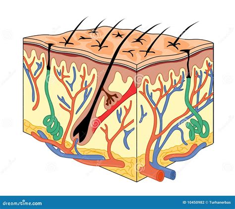 Anatomie De Peau Photographie Stock Image 10450982