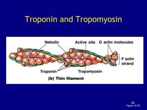 chapter  muscle tissue powerpoint