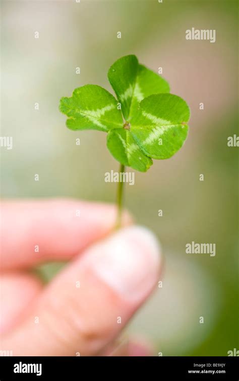 Four Leaved Clover Stock Photo Alamy