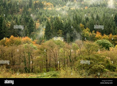 Managed Forestry Hi Res Stock Photography And Images Alamy