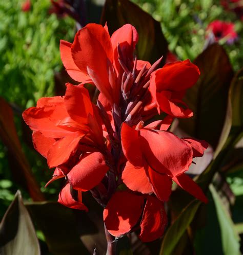 Canna Cannova Bronze Scarlet Deco Style