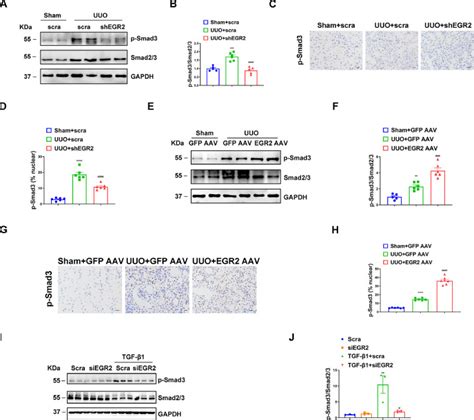 Early Growth Response Protein 2 Promotes Partial Epithelial Mesenchymal