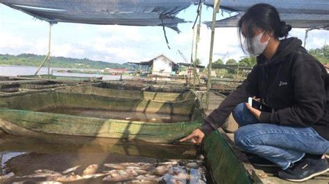 Air Sungai Mahakam Coklat Kehitaman Dan Berbau Ikan Petani Tambak Loa