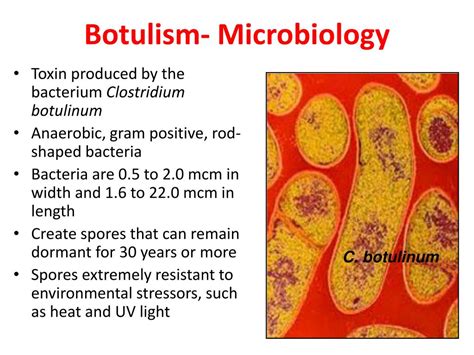 Ppt Clostridium Botulinum Drtvrao Md Powerpoint Presentation Free