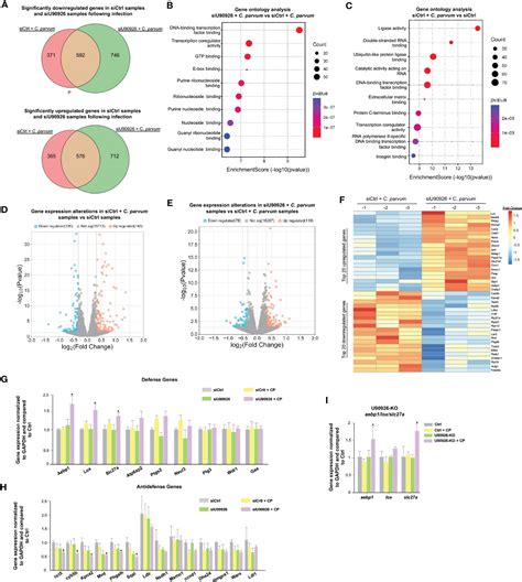 Frontiers Cryptosporidium Parvum Hijacks A Hosts Long Noncoding Rna