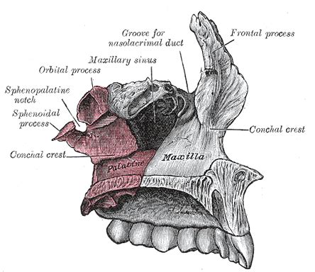 Zygomatic Arch Anatomy - Anatomical Charts & Posters