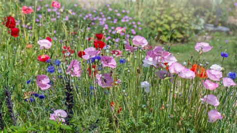 Plantes Vivaces Que Vous Ne Devriez Jamais Planter Ensemble Vitez