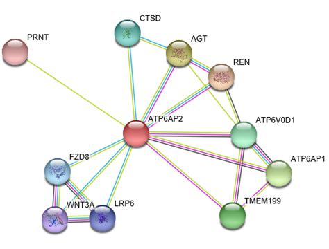 Pro Renin Receptor ATP6AP2 Protein Overview Sino Biological