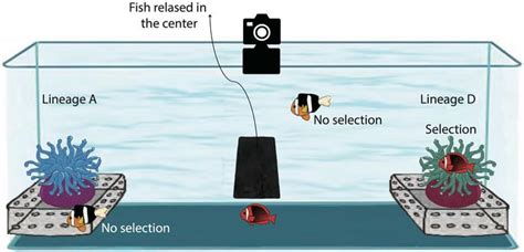 Schematic Diagram Showing The Image Eurekalert Science News Releases