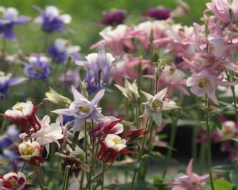 Product Viewer - Aquilegia Biedermeier