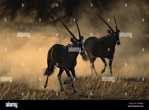 Gemsbok Oryx Gazella Running Kgalagadi Transfrontier Park Kalahari