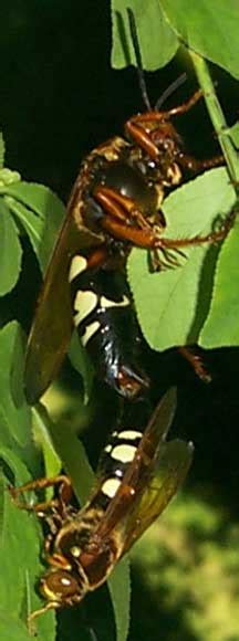 Cicada Killer Mating And Life Cycle All You Need To Know What S That Bug