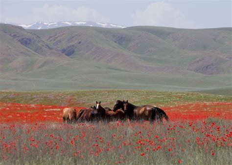 Tracing how horse domestication turned the Eurasian Steppe into a ...