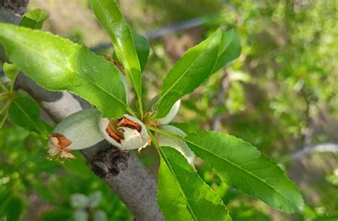 Cia Agricoltori Italiani Cia Puglia Nel Barese Pappagalli Voraci