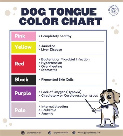 Dog Tongue Color Chart: What Color Should Your Dog’s Tongue Be