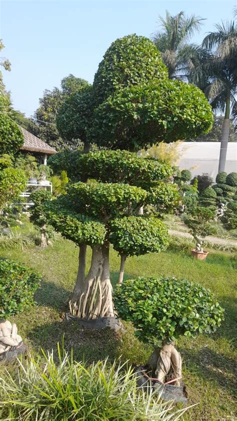 Green Full Sun Exposure Ficus Topiary Plant For Garden At Rs