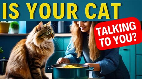 Is Your Cat Talking To You Learn Cat Communication Deepen Your Bond