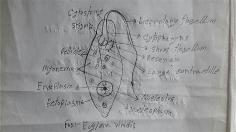 How To Draw Euglena Euglena Viridis Drawing Tutorial Step By Step