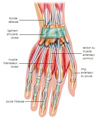 Diagram Of Tendons And Ligaments