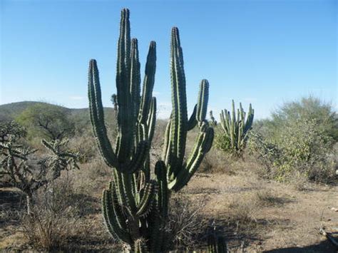 Pitayo Plantas Y Polinizadores De San Gabriel Chilac Inaturalist