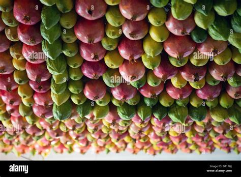Sukkot Festive Celebration Of The Samaritan Community Stock Photo Alamy