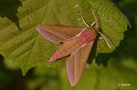 Grand Sphinx de la Vigne Le Deilephila elpenor Biodiv îdF