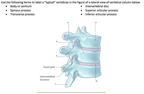 Solved Use The Following Terms To Label A Typical Vertebra In The Figure Of A Lateral View Of