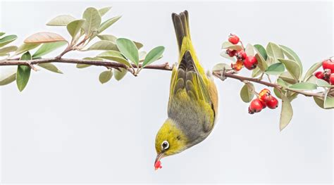 Silvereye - BirdLife Australia