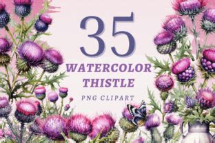 Watercolor Thistle Png Bundle Graphic By Sapphiredreamscape Creative