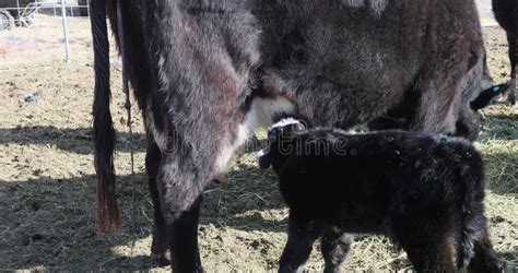 Day Old Baby Calf Nursing on Mother Cow 4K Stock Footage - Video of ...